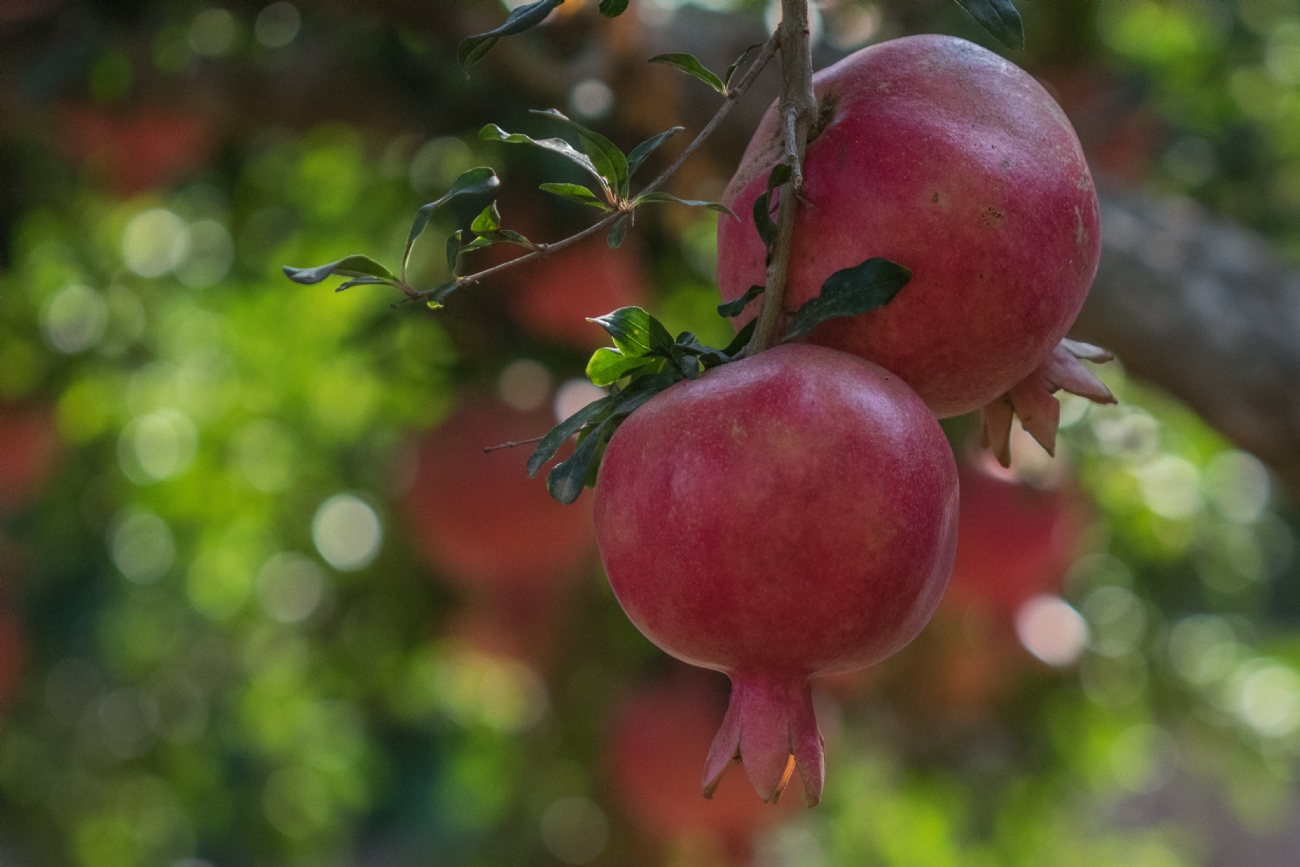 Photographer: taminehemia