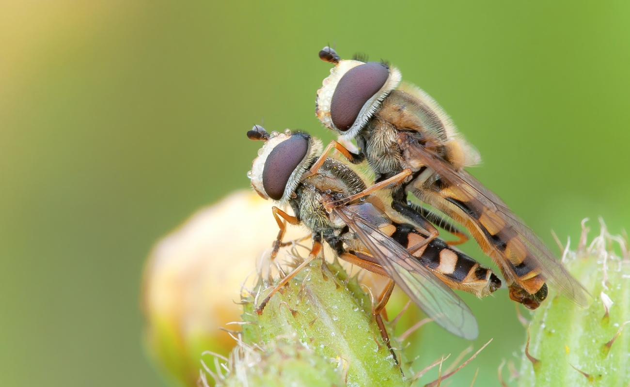 Photographer: motifadida