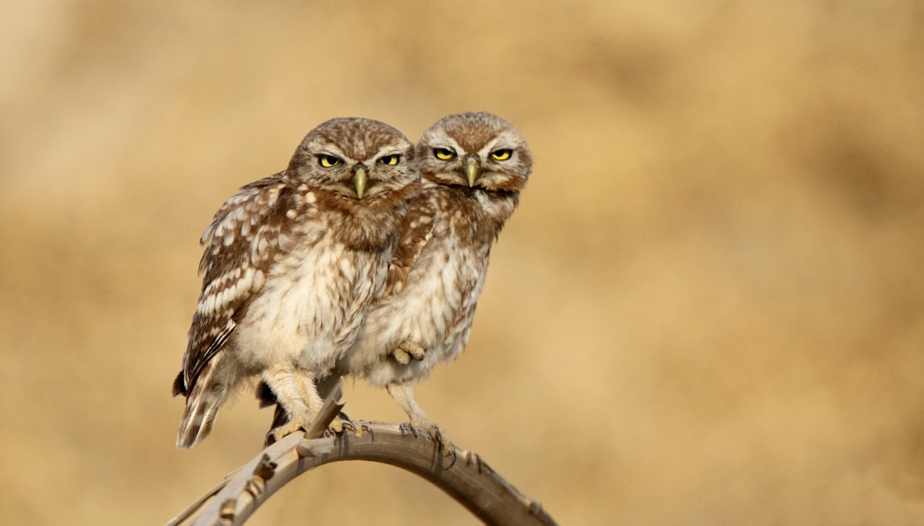 Photographer: israelsade