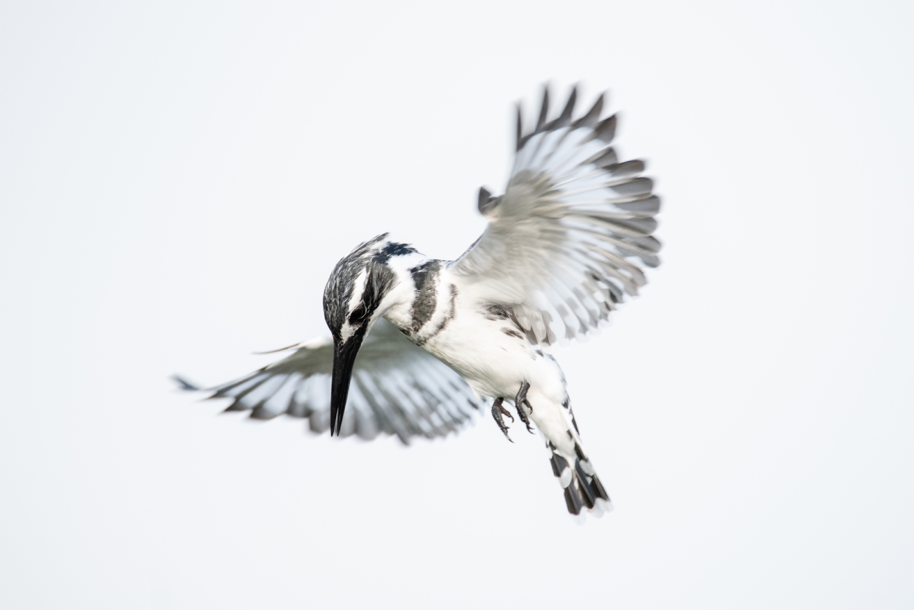 By: erez erez_34@hotmail.com