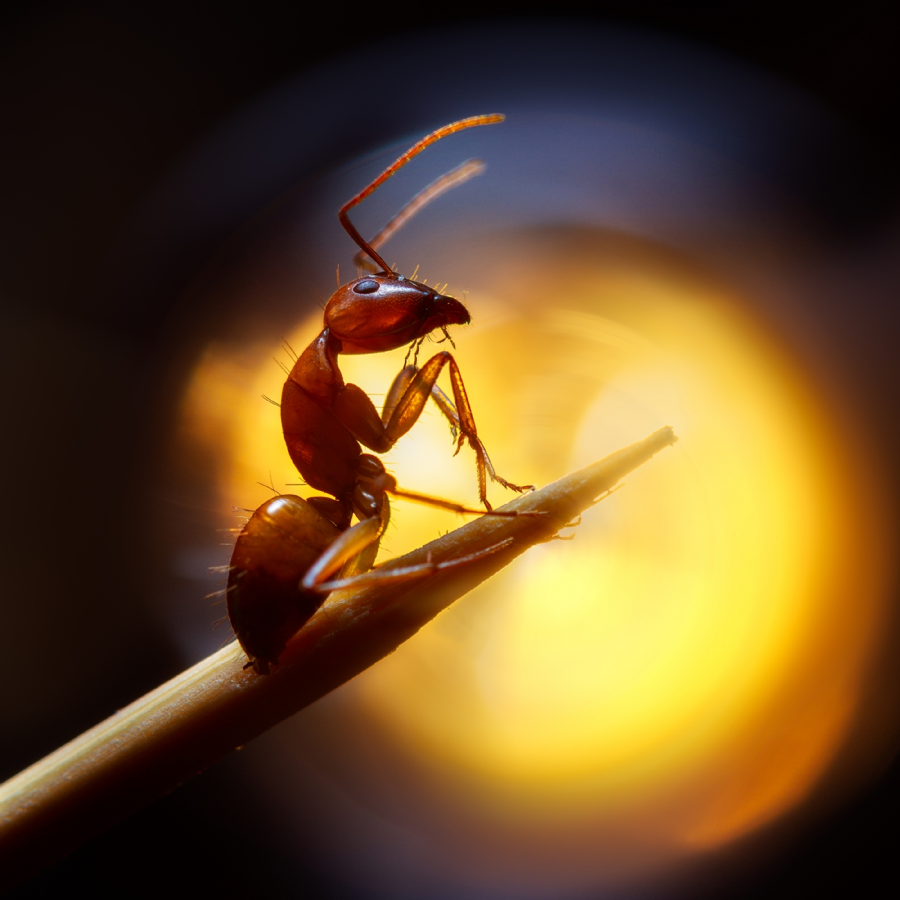 By: Basheer Sheick-Yousif