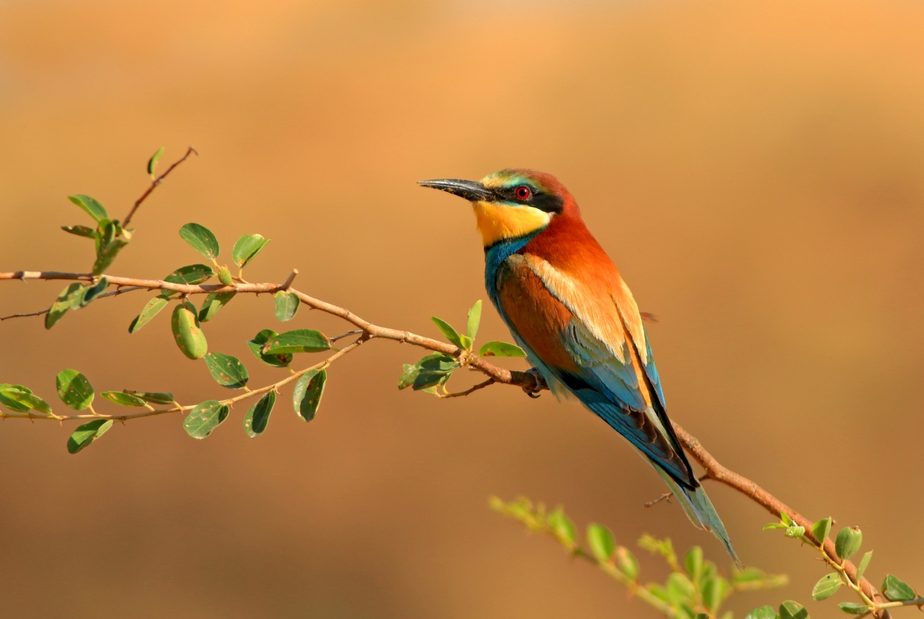 Photographer: lueipaer