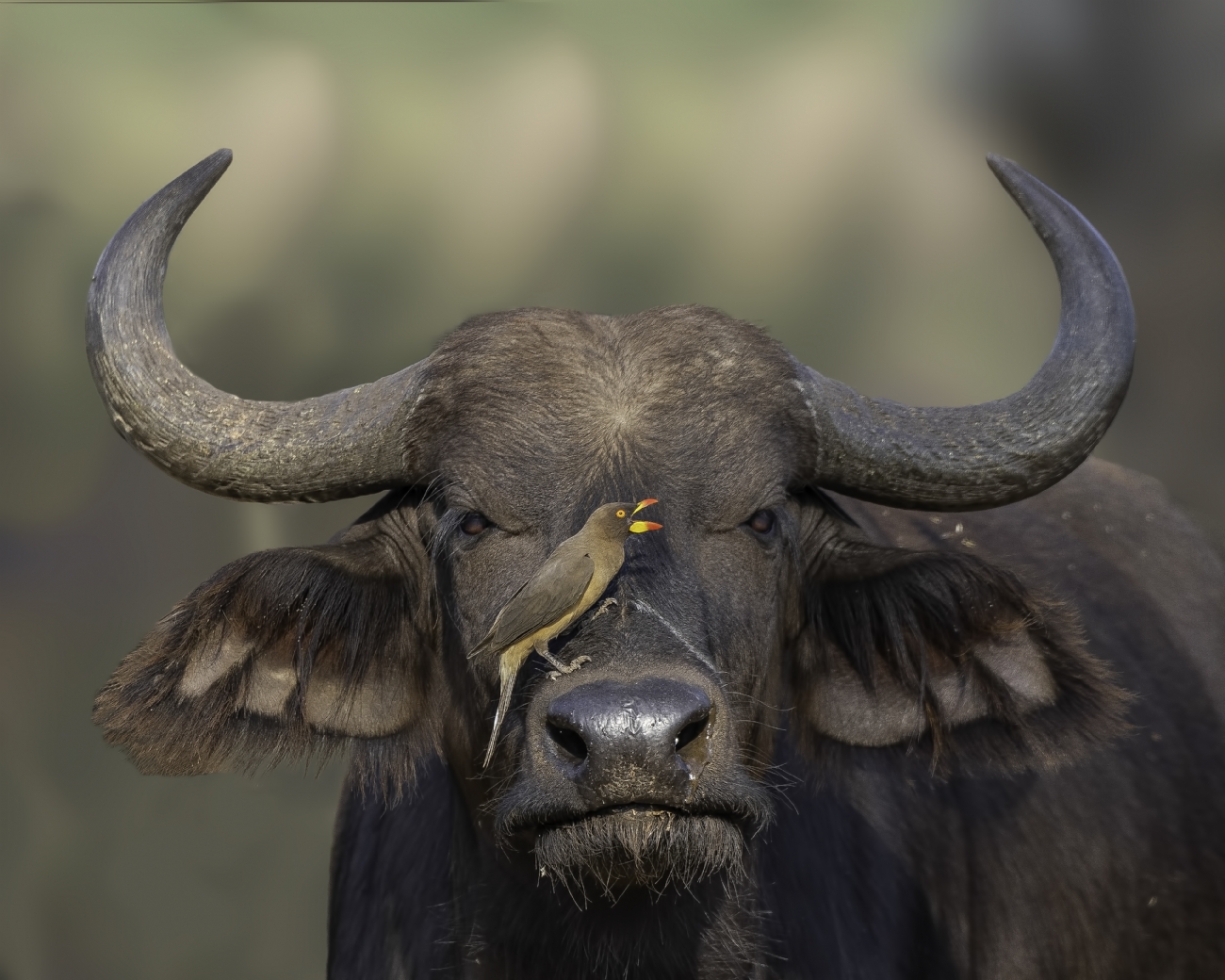 Photographer: moshemallal