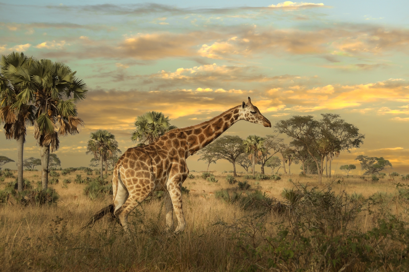 Photographer: moshemallal