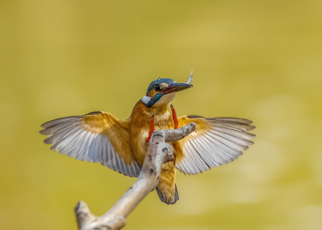 Photographer: frischoff noam