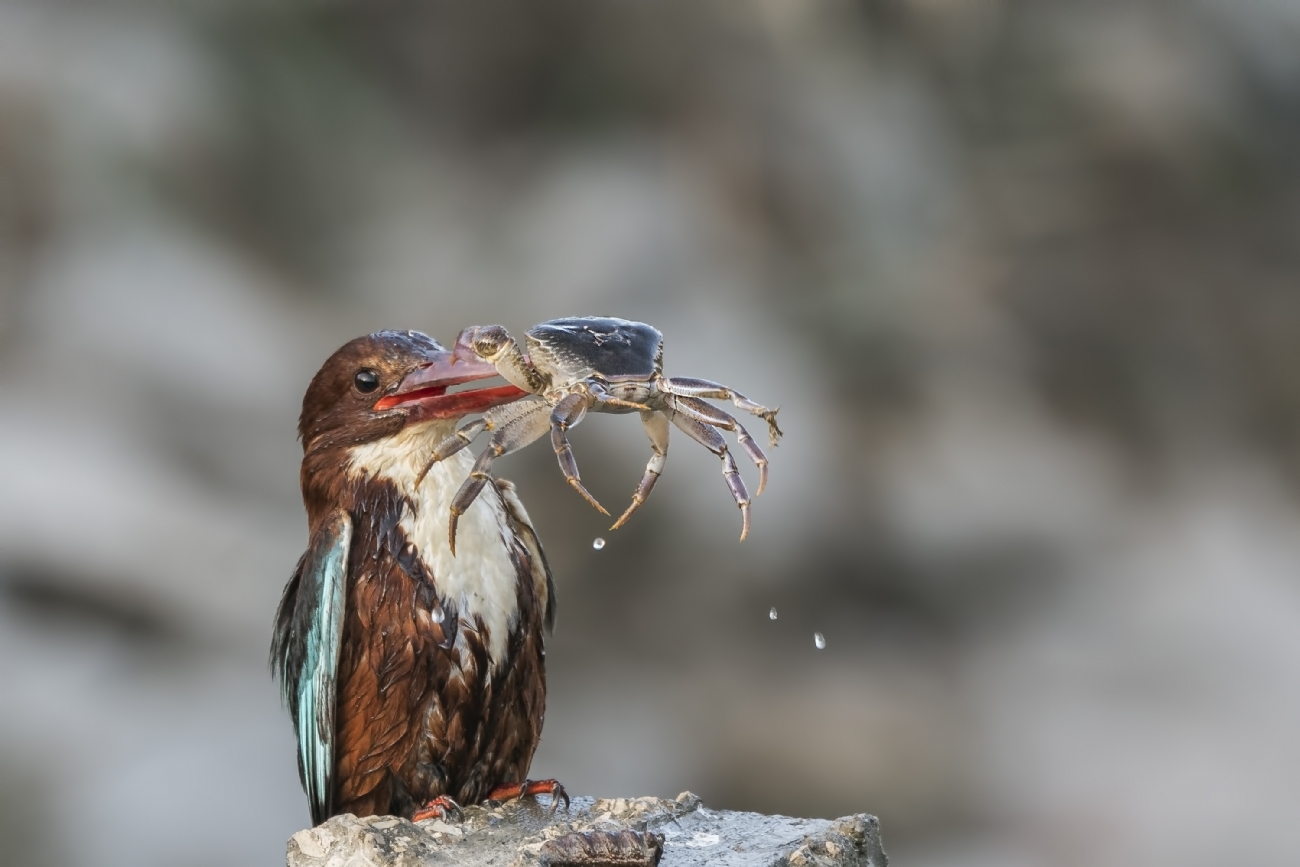 Photographer: moshemallal