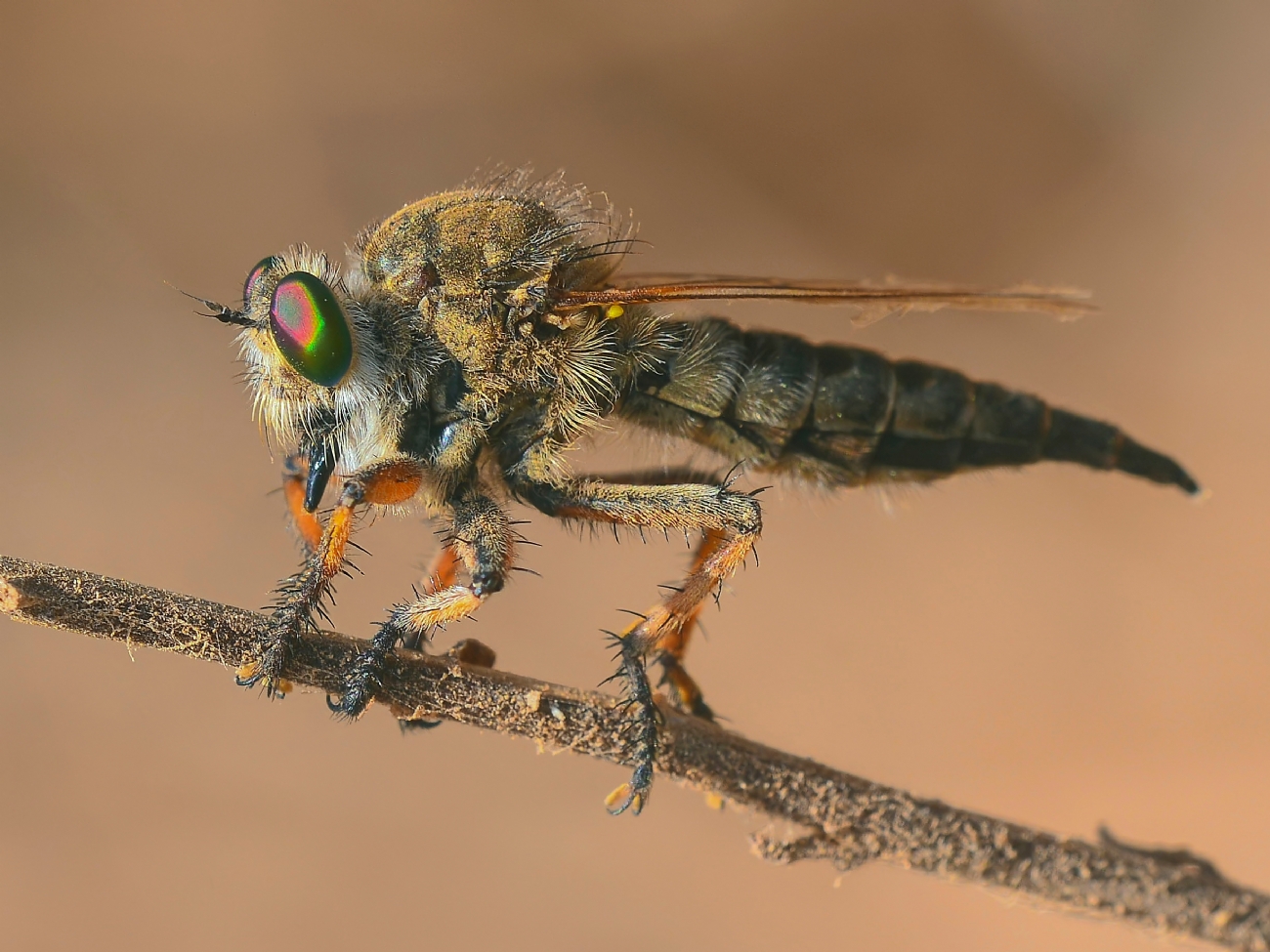 Photographer: geraneufeld