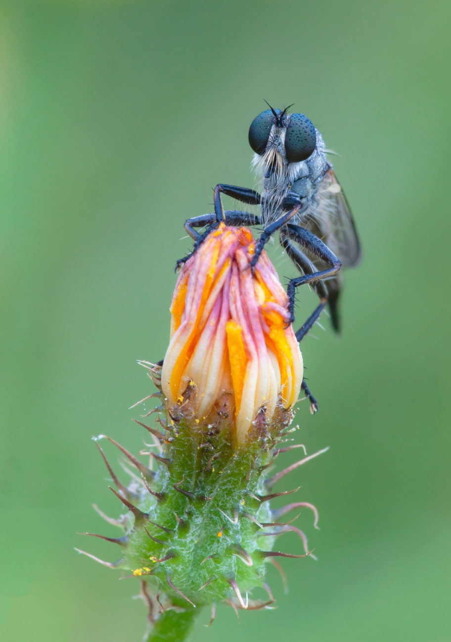 Photographer: motifadida