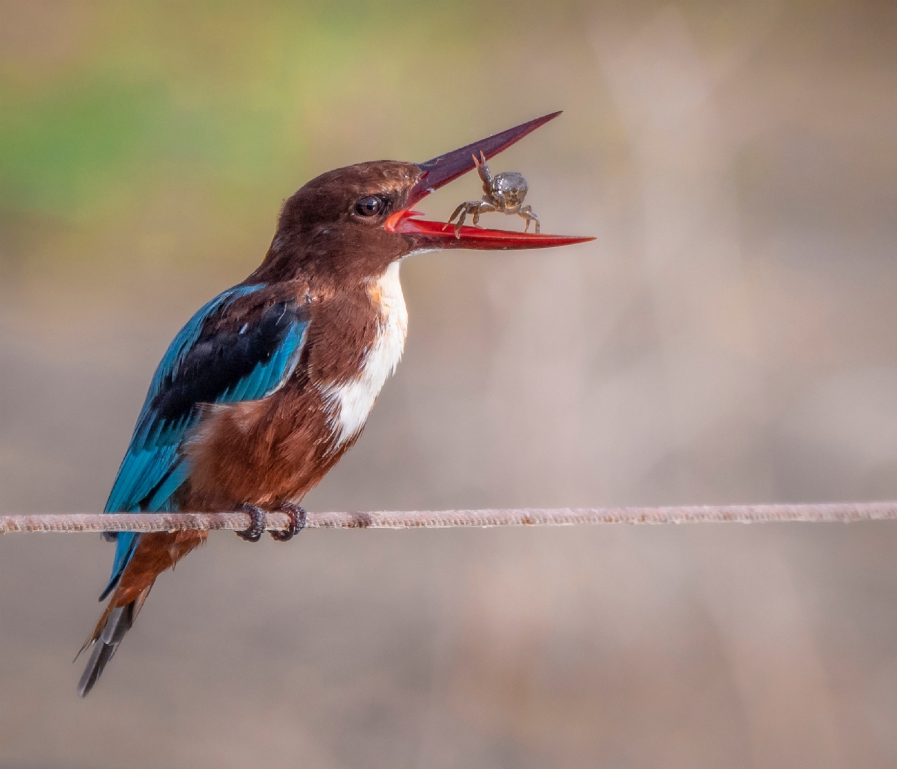 Photographer: moshemallal