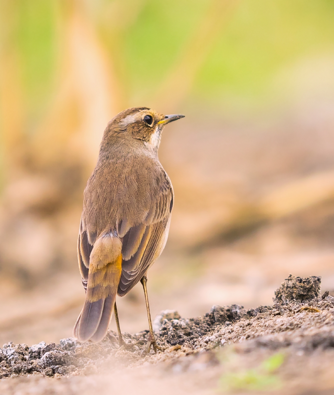 Photographer: motifadida