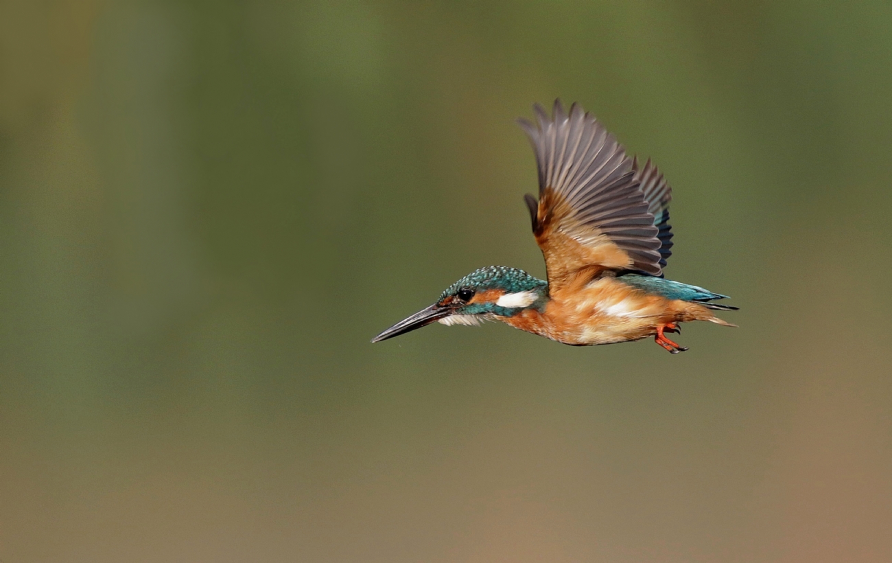 Photographer: israelsade