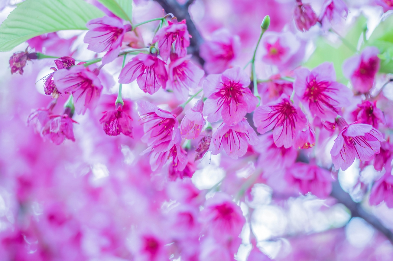 Photographer: joshua raif