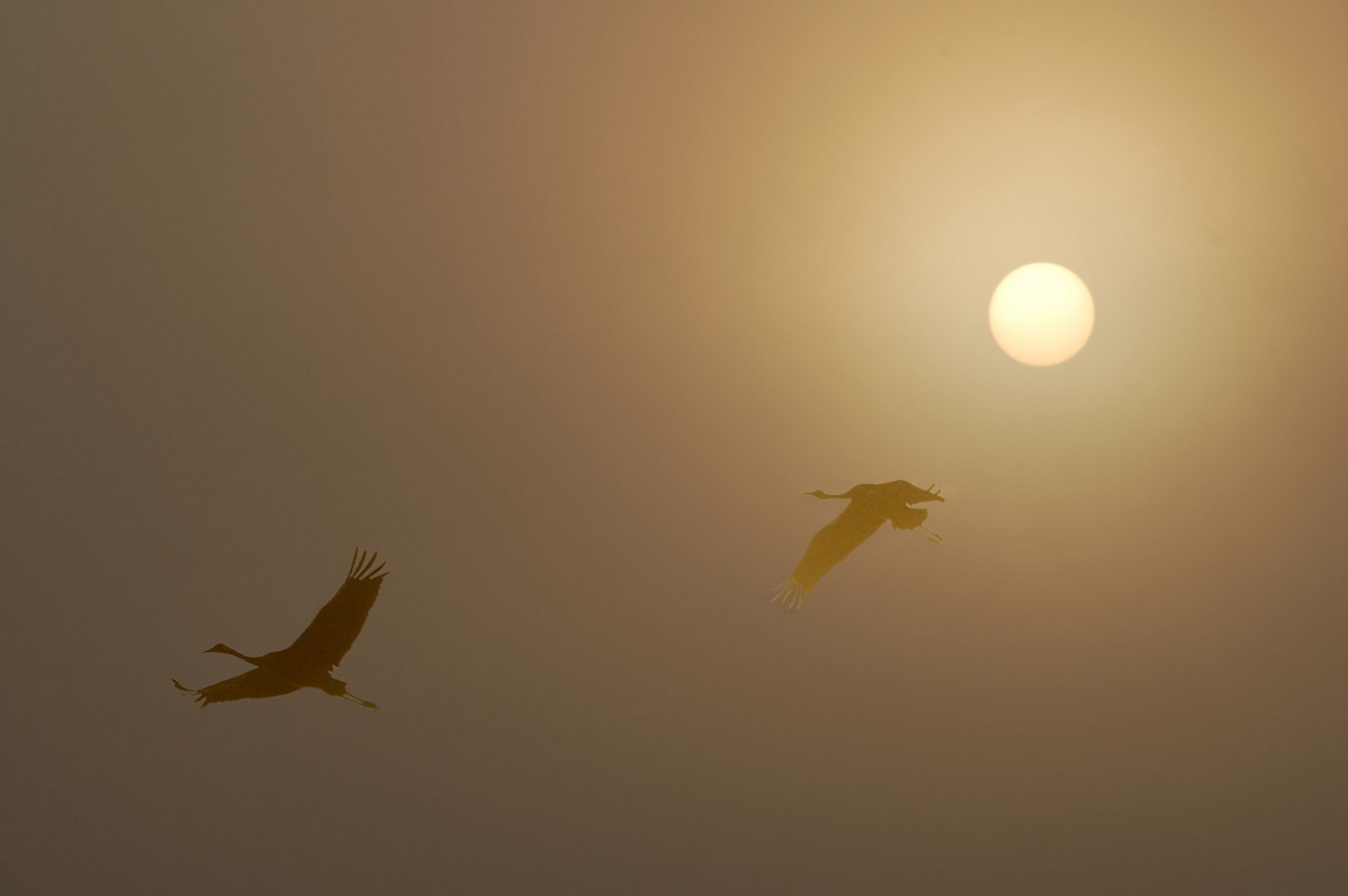 By: OFIR RAHIMIAN
