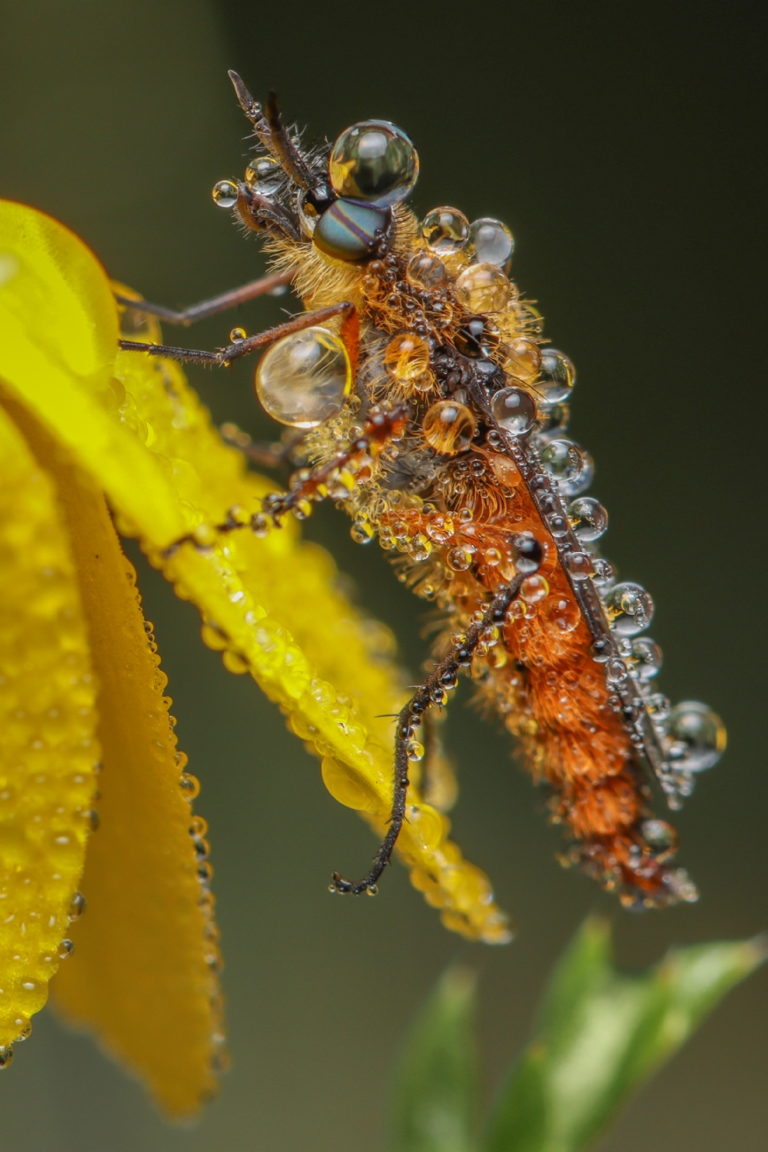 Photographer: gayarudner borenshtein