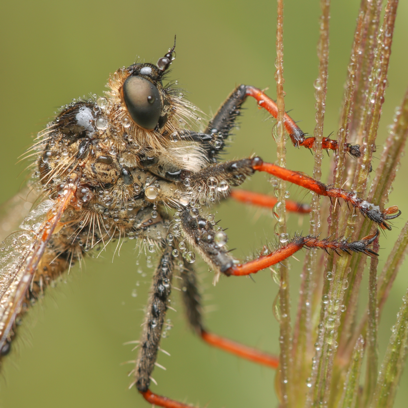 by: Gaya Rudner Borenshtein