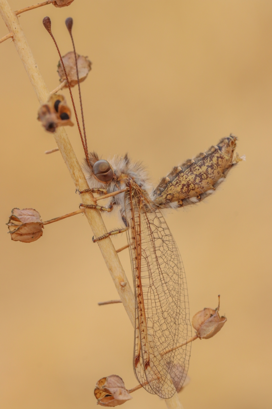 Photographer: gayarudner borenshtein