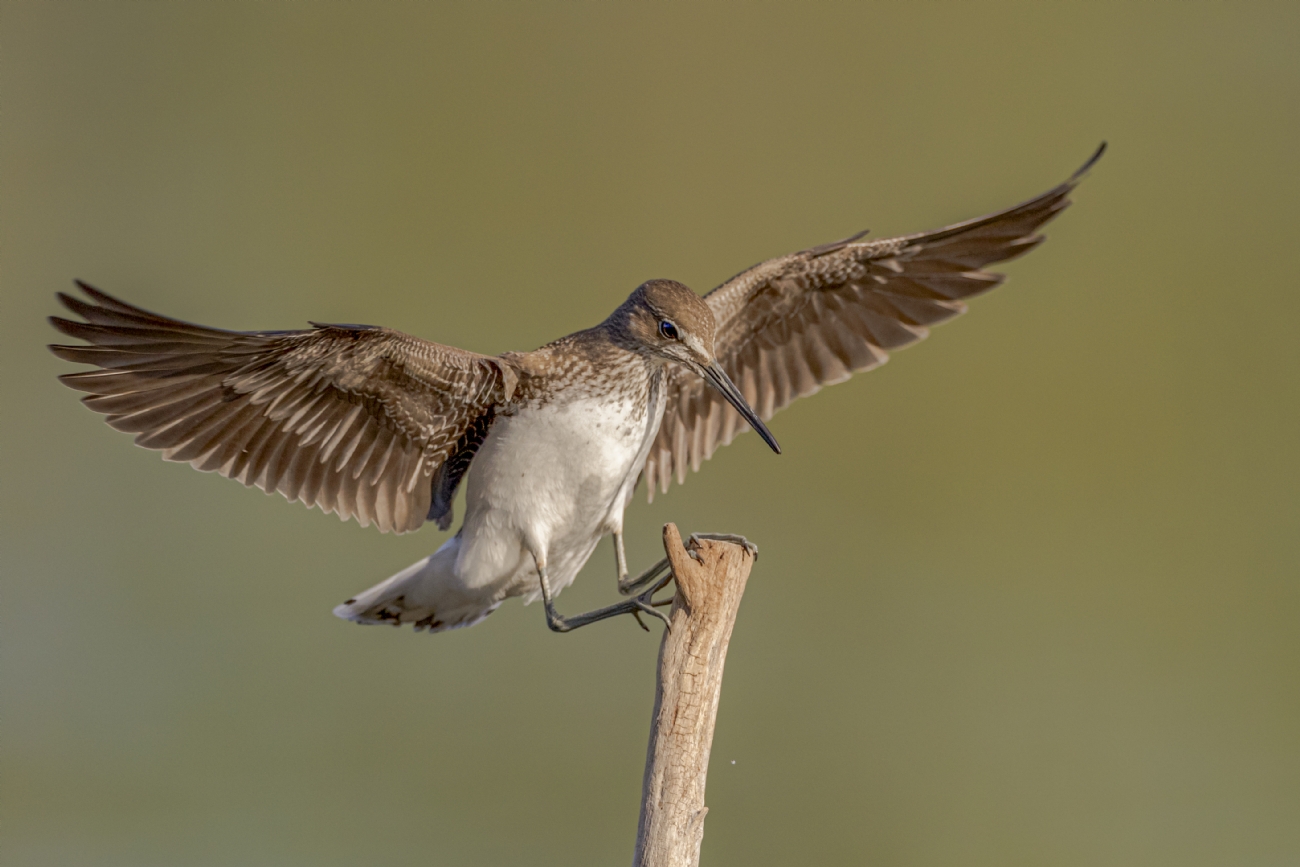 Photographer: frischoff noam