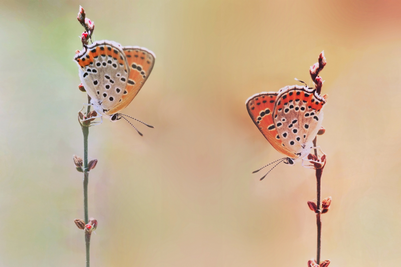 By: yoel vislov