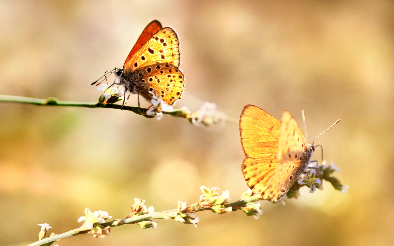Photographer: yoelvislov