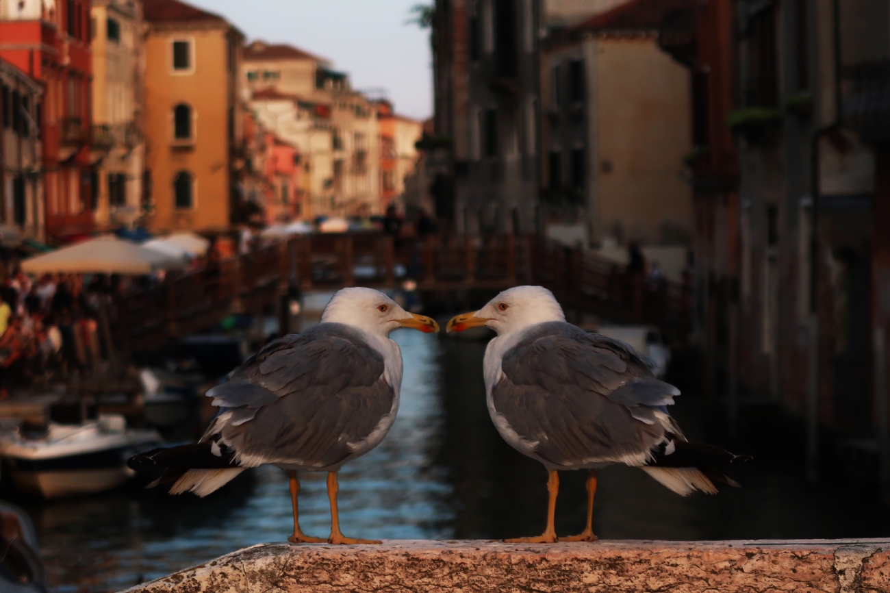 Photographer: tzvirozenblum