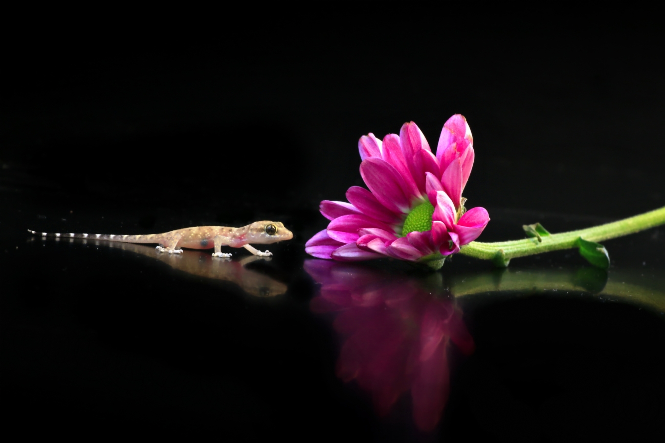 Photographer: yoelvislov