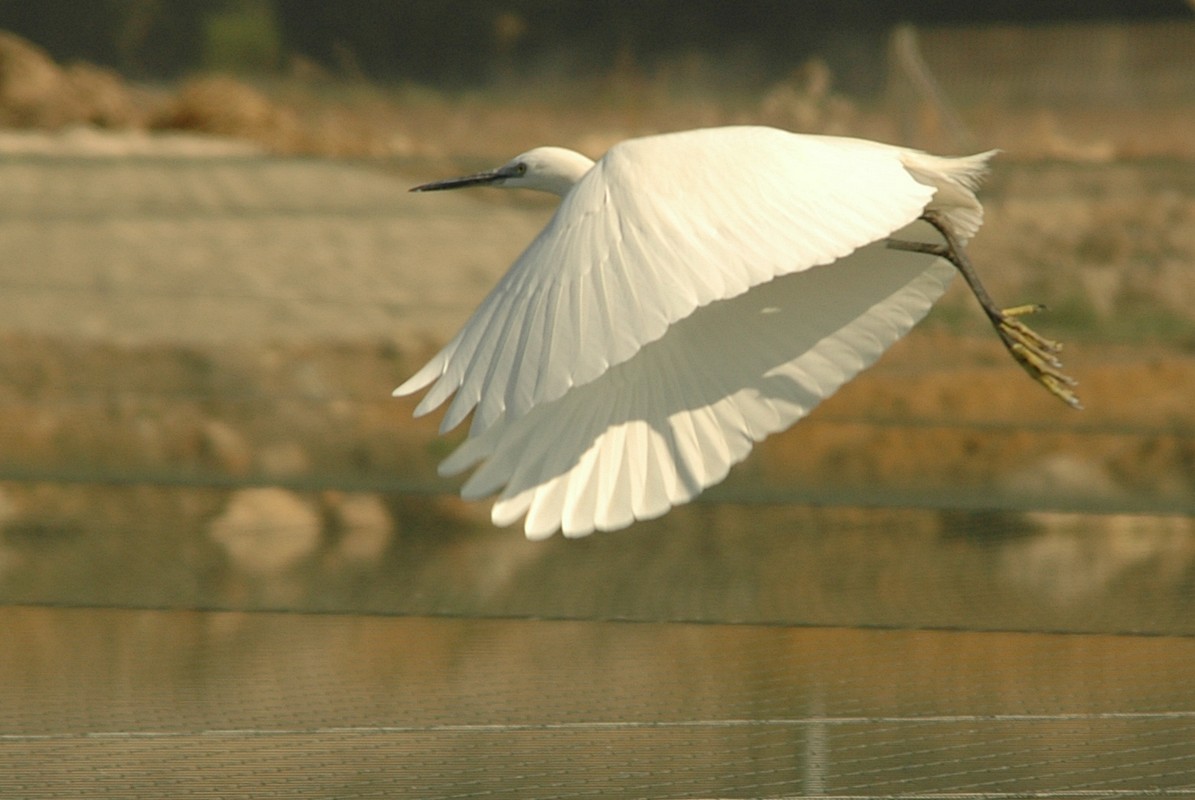 by: Ronen Rosenblatt