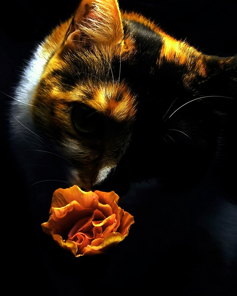 by: Orly Doron