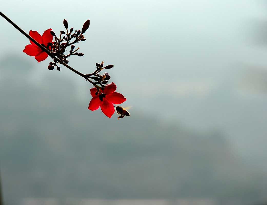 by: Moris ben harosh