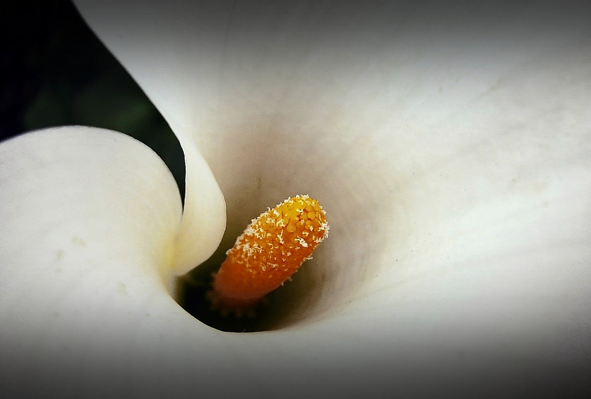 By: Orly Doron