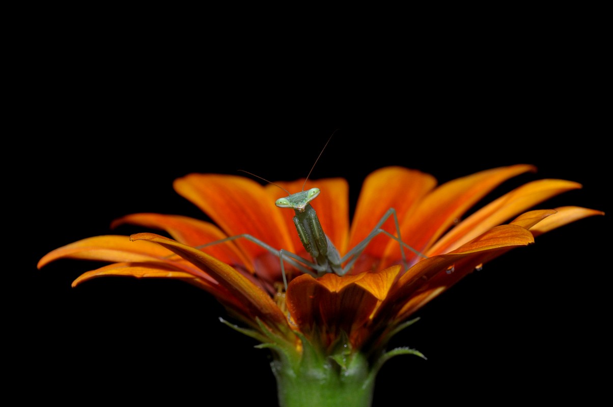 By: Moris ben harosh