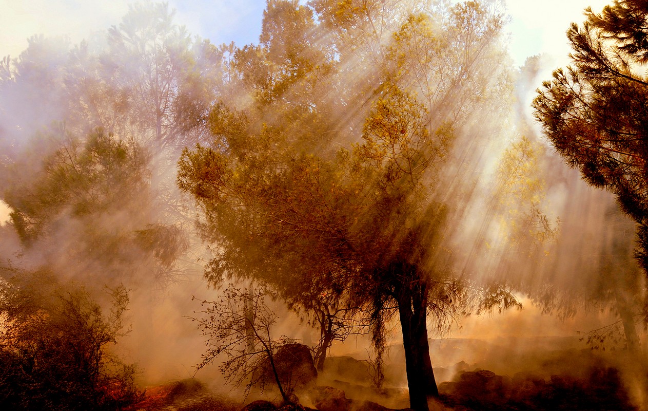 by: amihai dekel