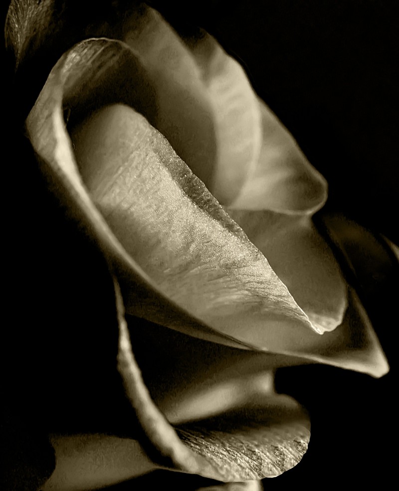 By: Orly Doron