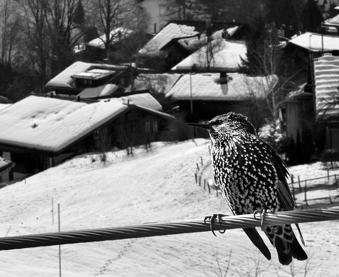By: Orit Gafni