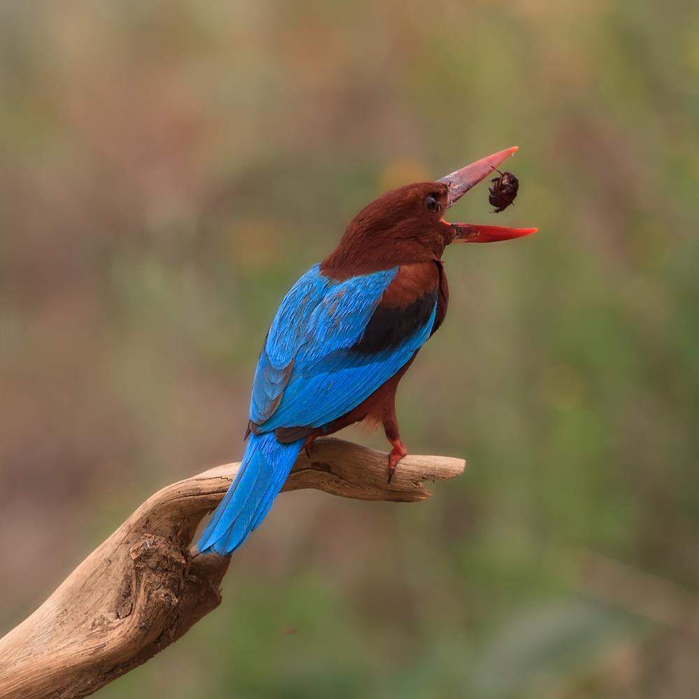 By: Amnon  Eichelberg