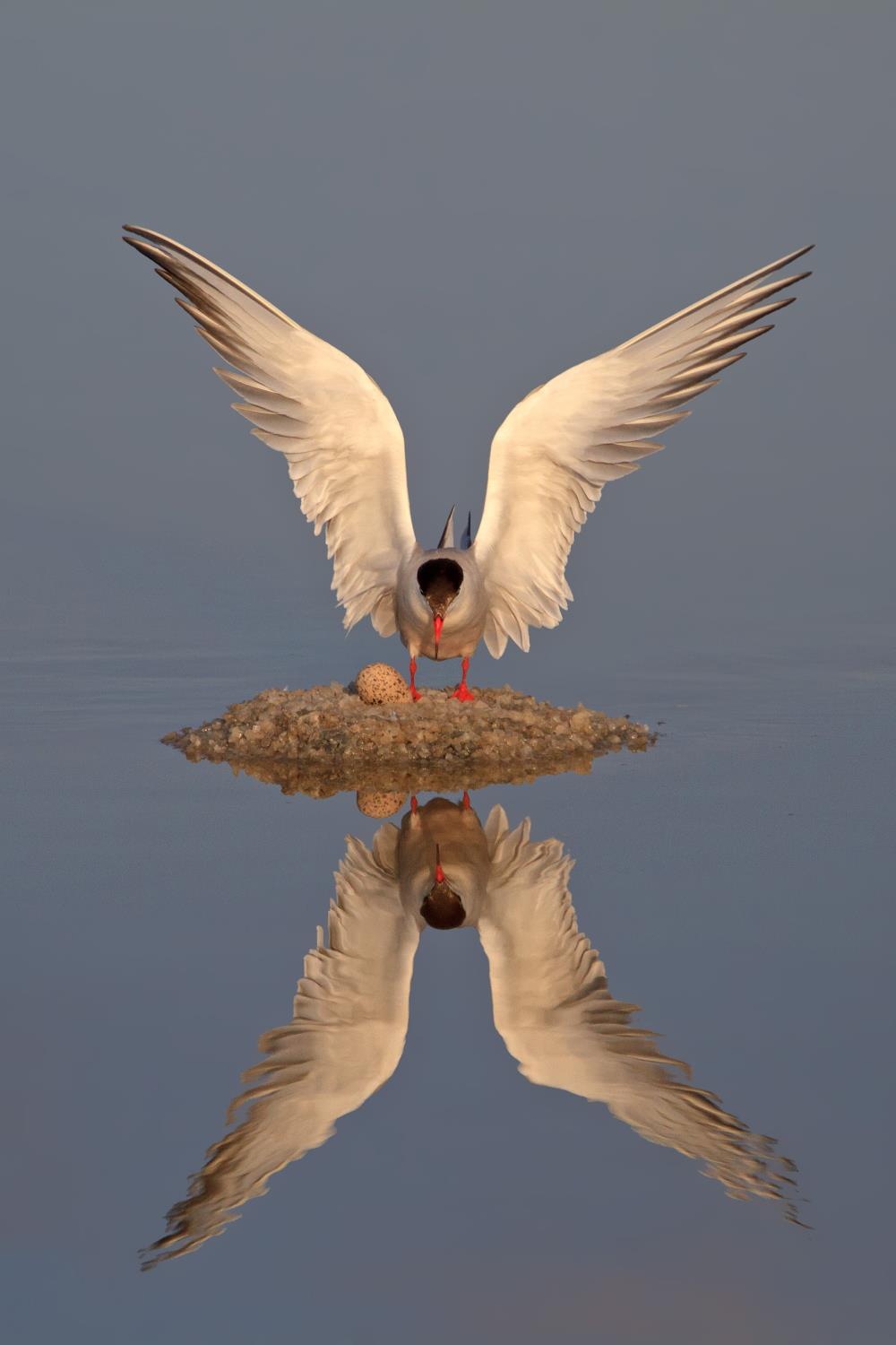 by: Amnon  Eichelberg