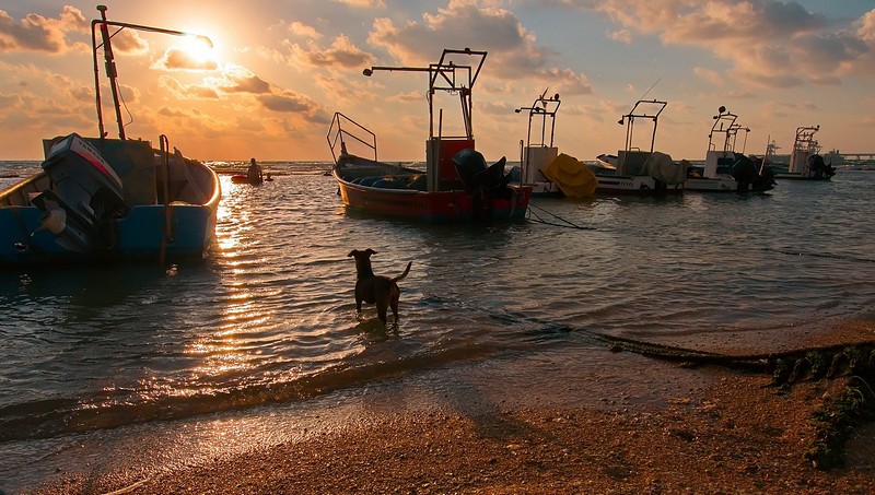 Transport Israel Nature animals Sky Sunsets North Israel vessel Dogs