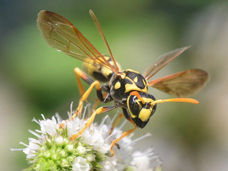 Nature animals Flowers Insects Bees