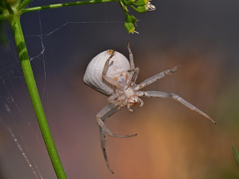 Nature animals Plants Spiders