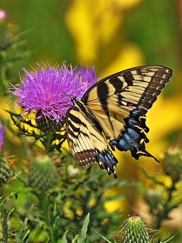 Nature animals Flowers Butterflies Insects