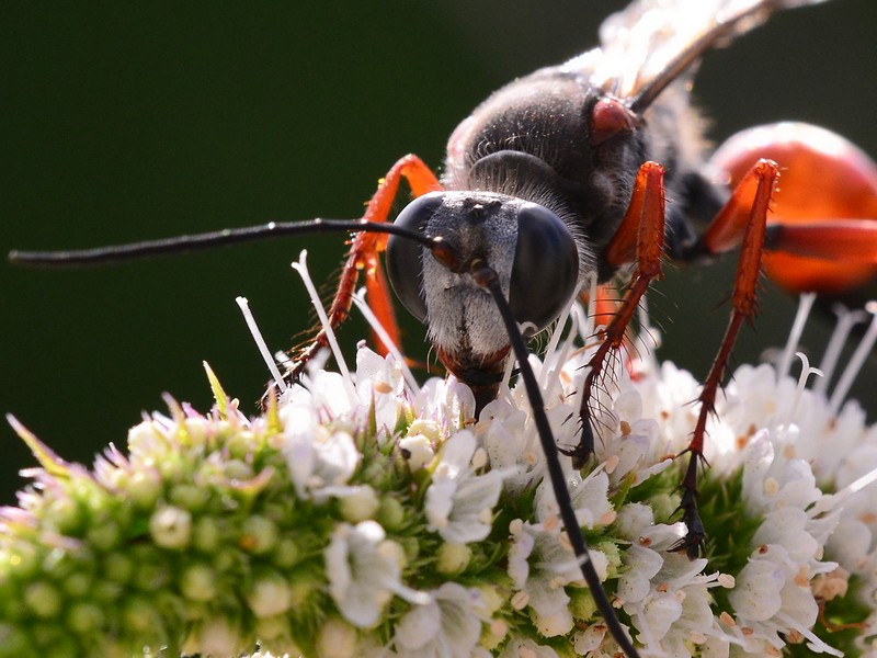 Nature animals Flowers Insects