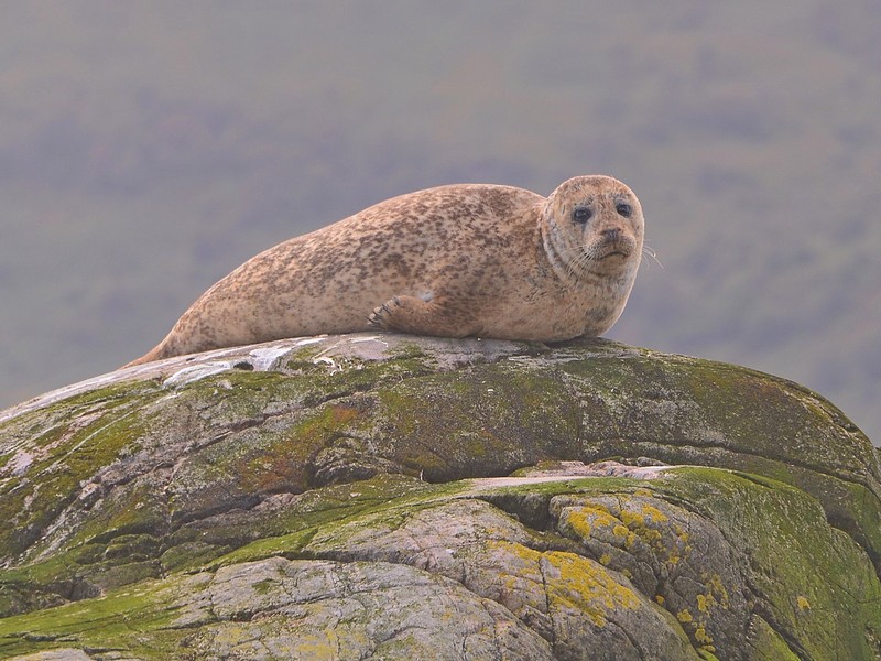 World & Travel animals Mammals England