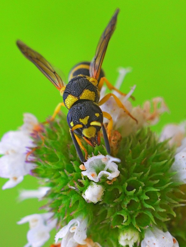 Photography Technics animals macro Insects
