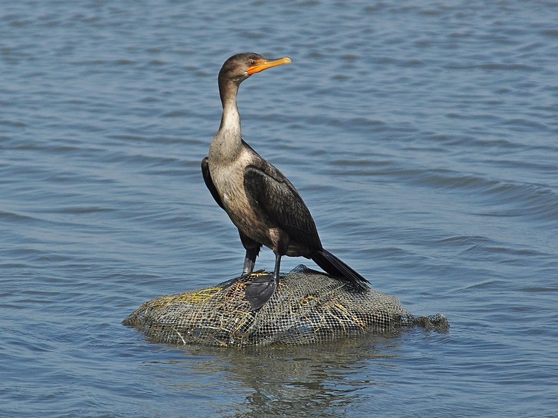 Nature animals water Birds Poultry
