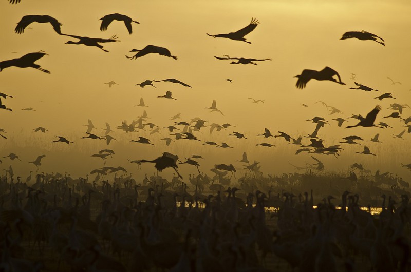 Nature animals  Sunrises Birds Poultry