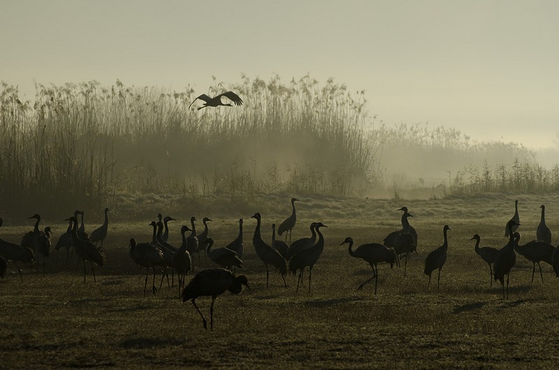 Israel Nature animals  Sunrises North Israel Birds Poultry Lakes & Rivers