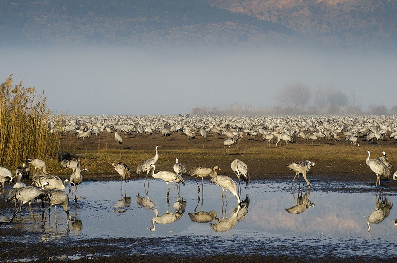 Israel Nature animals  Sunrises North Israel Birds Poultry