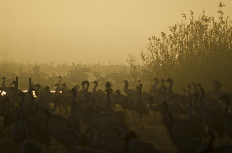 Israel Nature animals  landscape Sunrises North Israel Birds Poultry