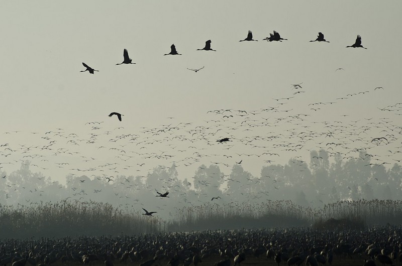 Israel Nature animals  Israel views landscape Sunrises North Israel Birds Poultry