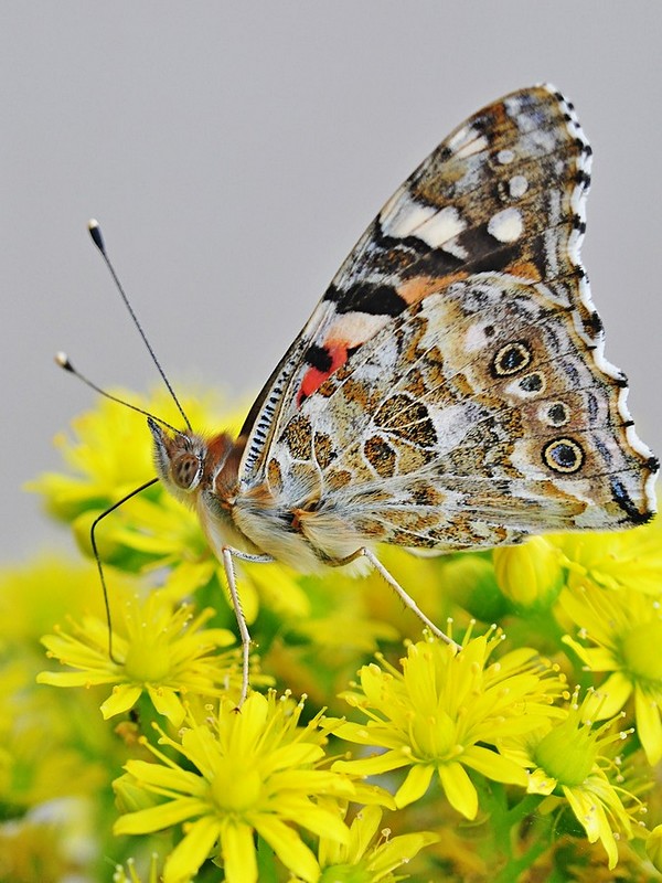 Nature Photography Technics animals Flowers macro Butterflies
