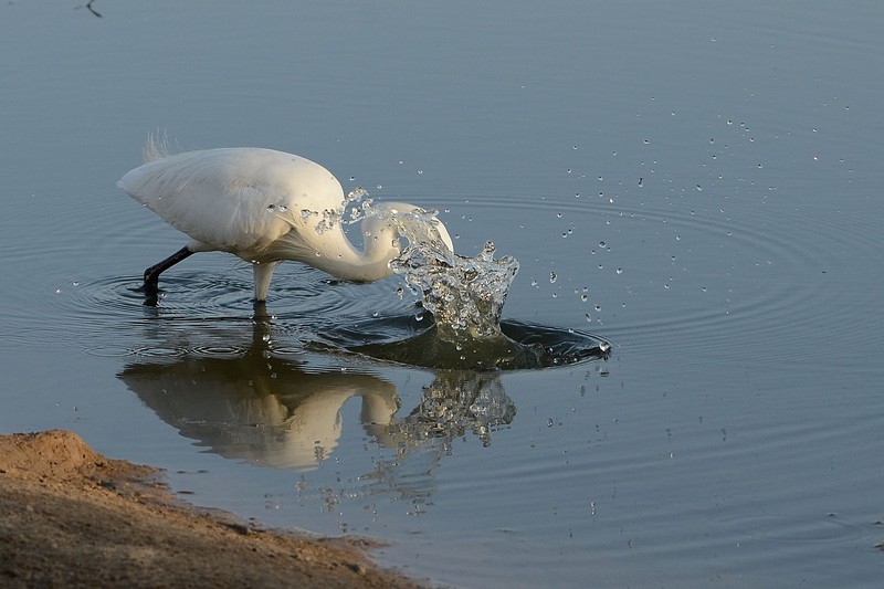 Photo by: zophar guedj